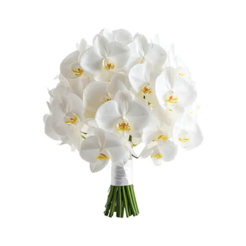 Moth orchid